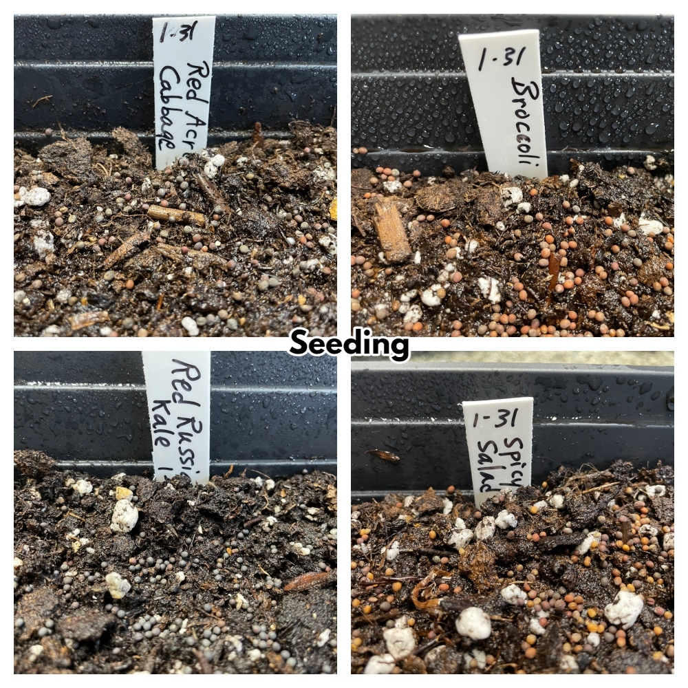 microgreens-seeding.jpg