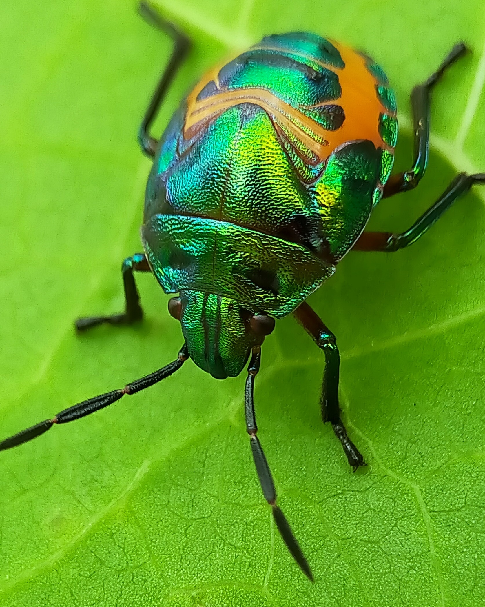 Jewel bugs (19).jpg