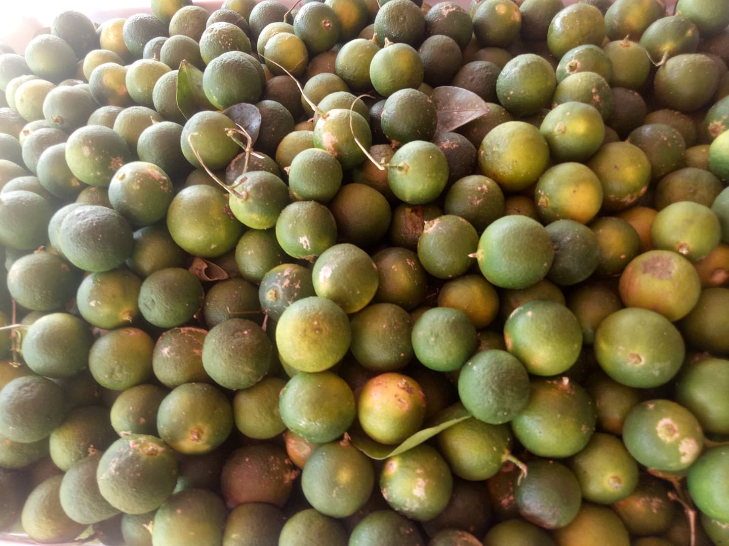 calamansi.jpg