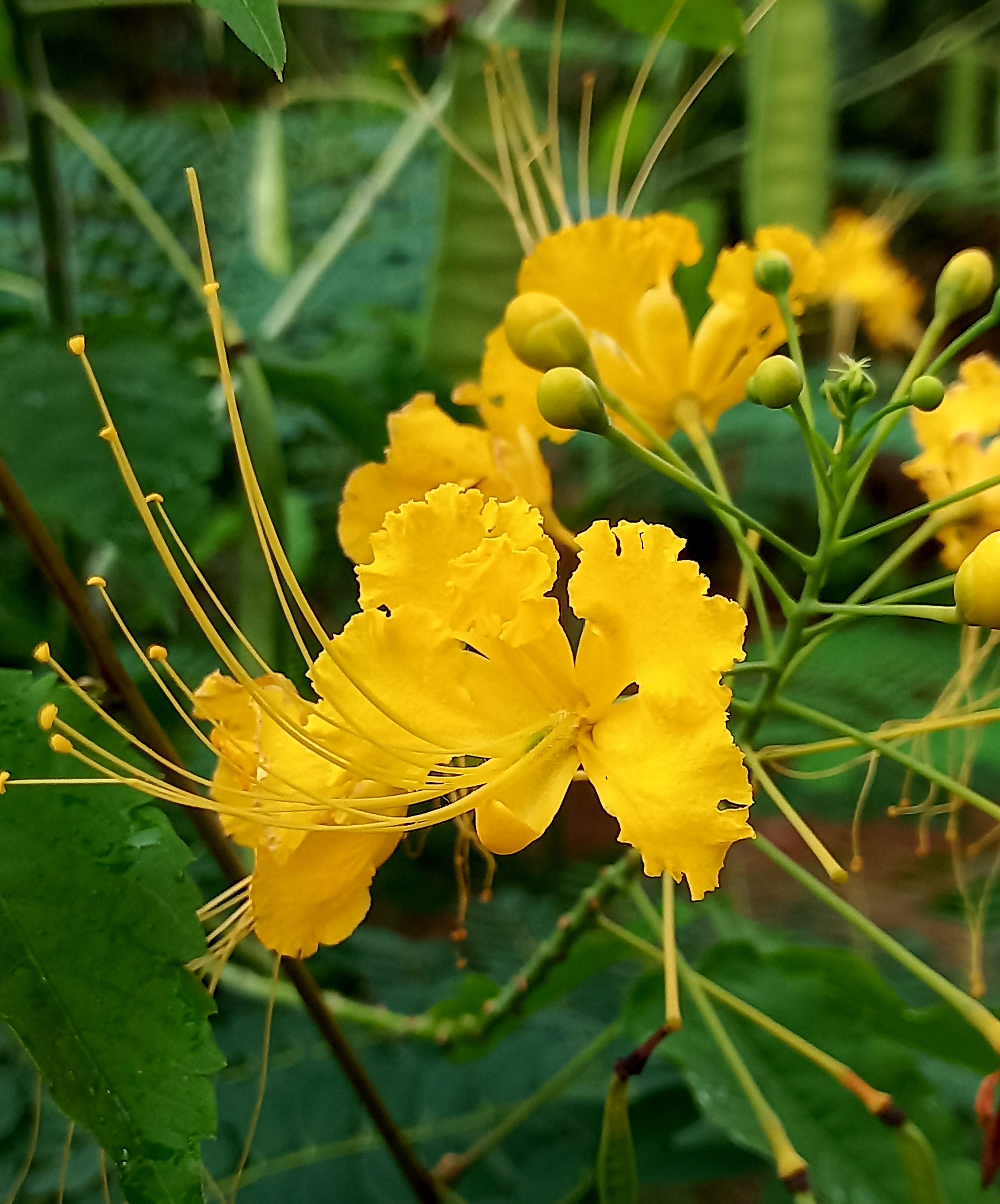 ESP/ENG] Planta de clavellina amarilla/ Yellow carnation plant. — Hive