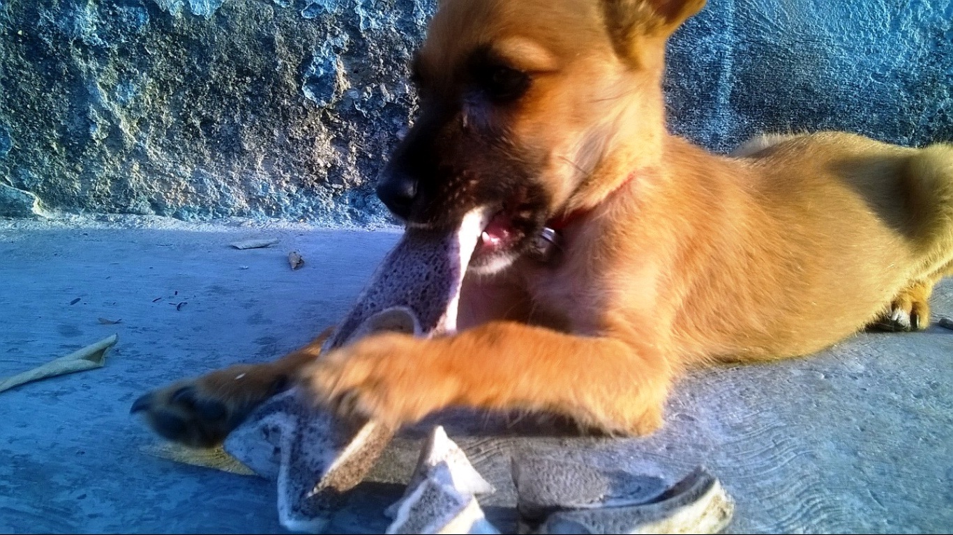 04-Mascota.jpg