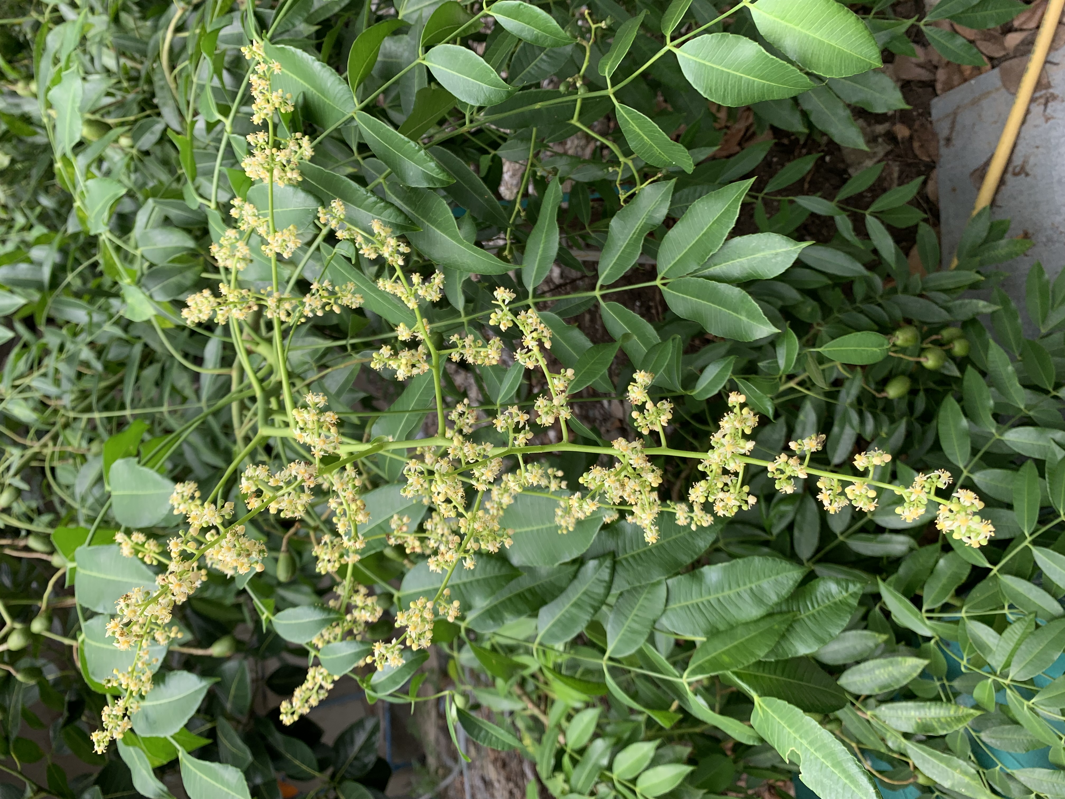fruit16.jpg