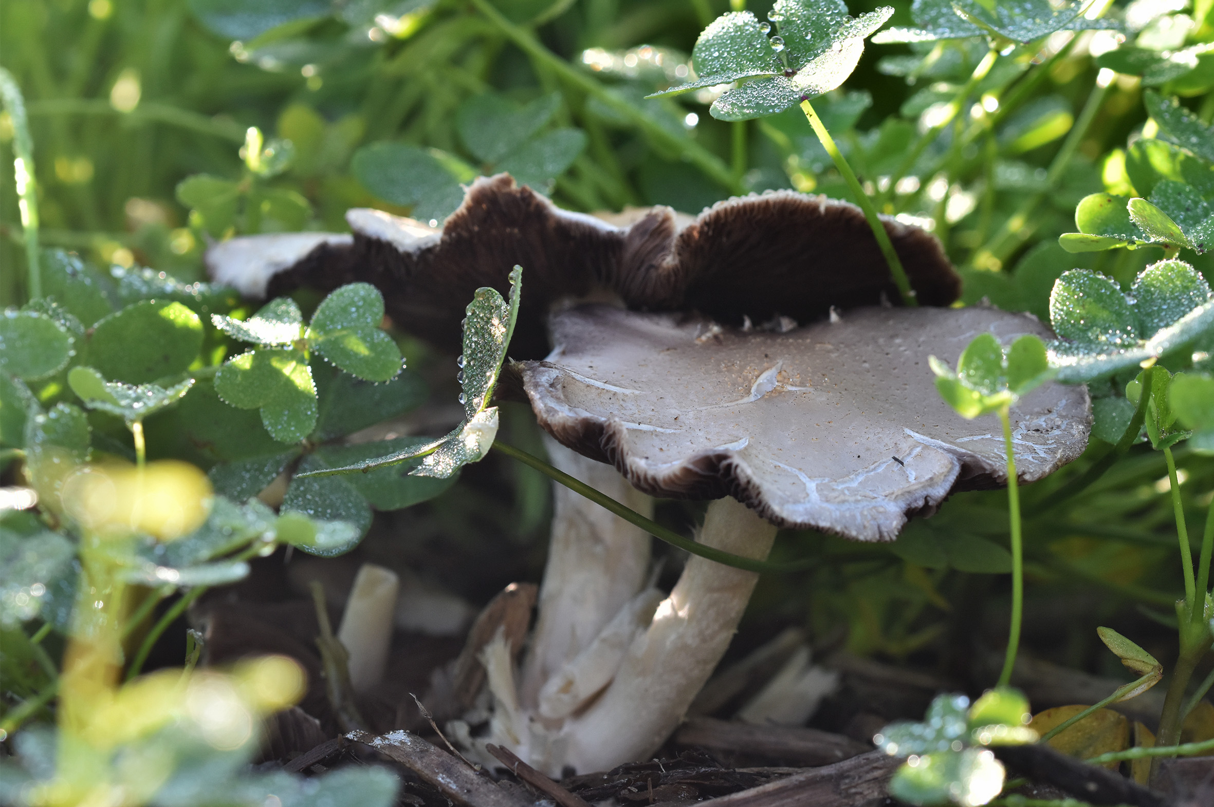 mushrooms park waterdrops  2.jpg