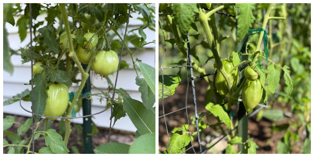 hivegarden-tomatoes-1 (1).jpg
