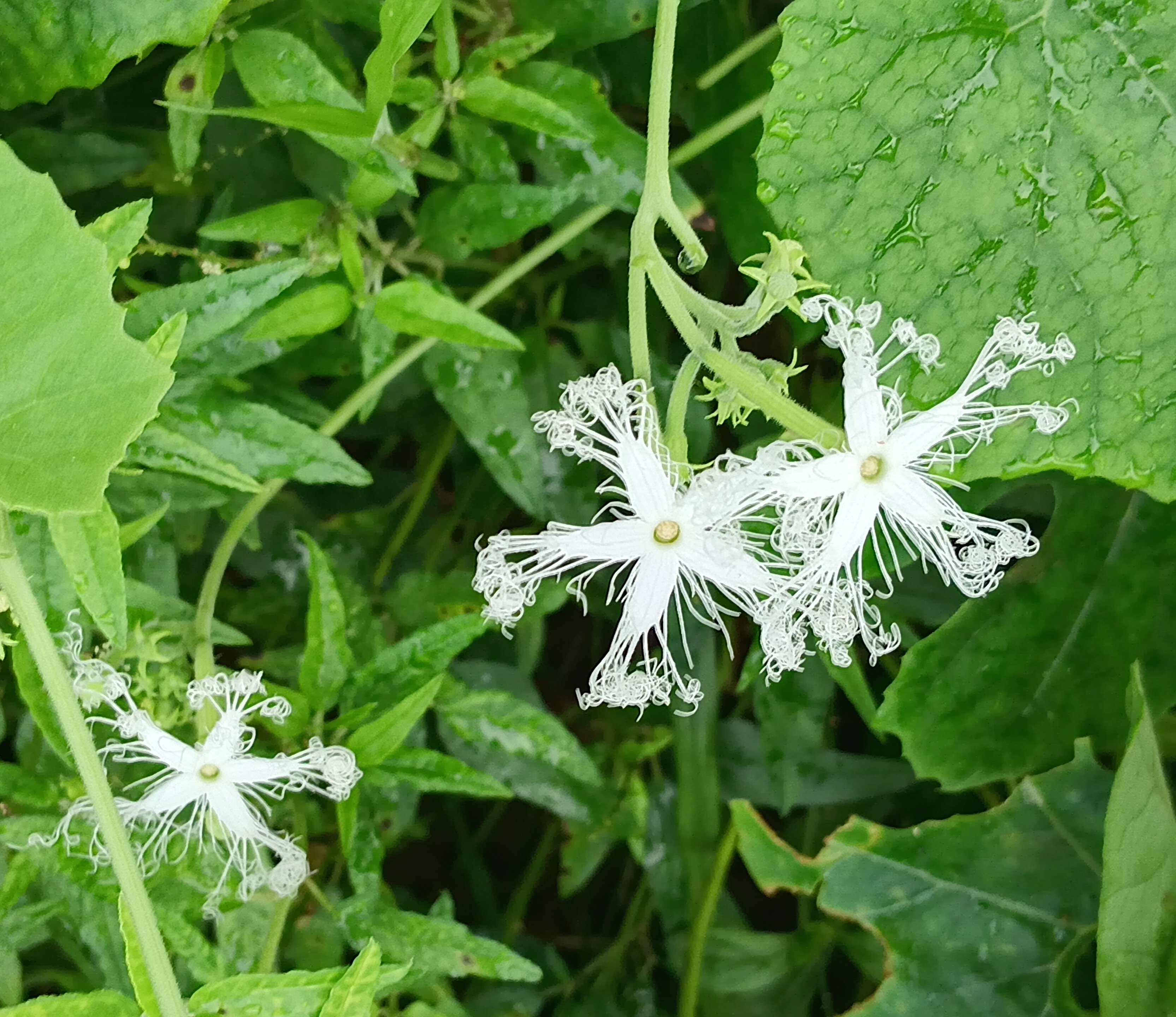 20250718_055227.jpg