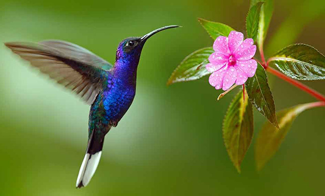 colibri-mexicano.jpg