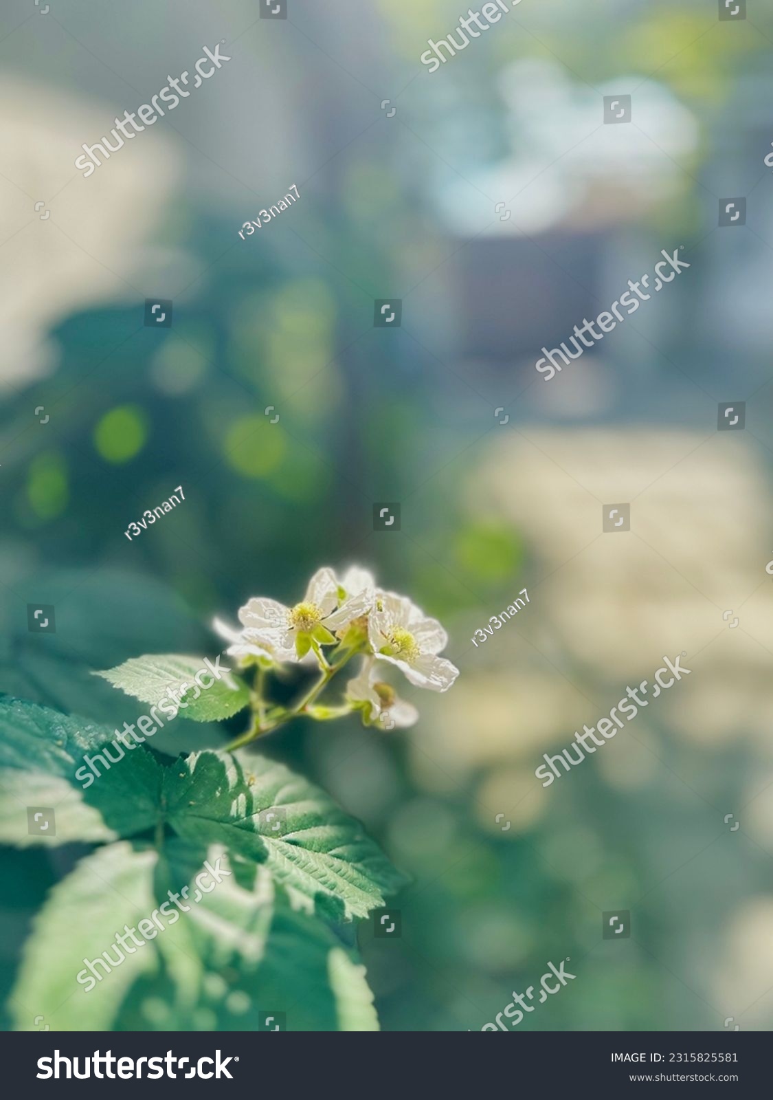 stock-photo-spring-s-touch-in-soft-focus-delicate-white-wildflowers-with-lush-green-leaves-ideal-for-serene-2315825581.jpg
