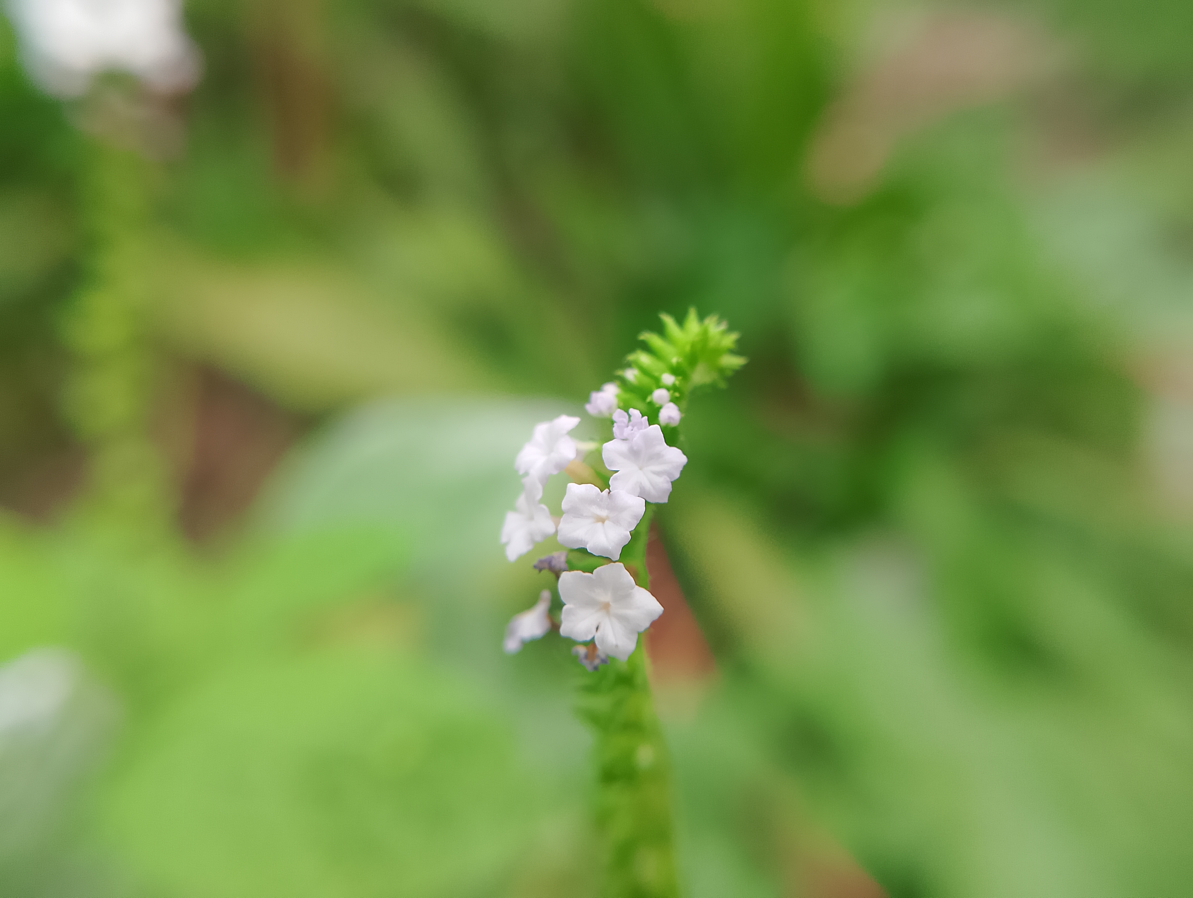 IMG_20250609_173102.jpg