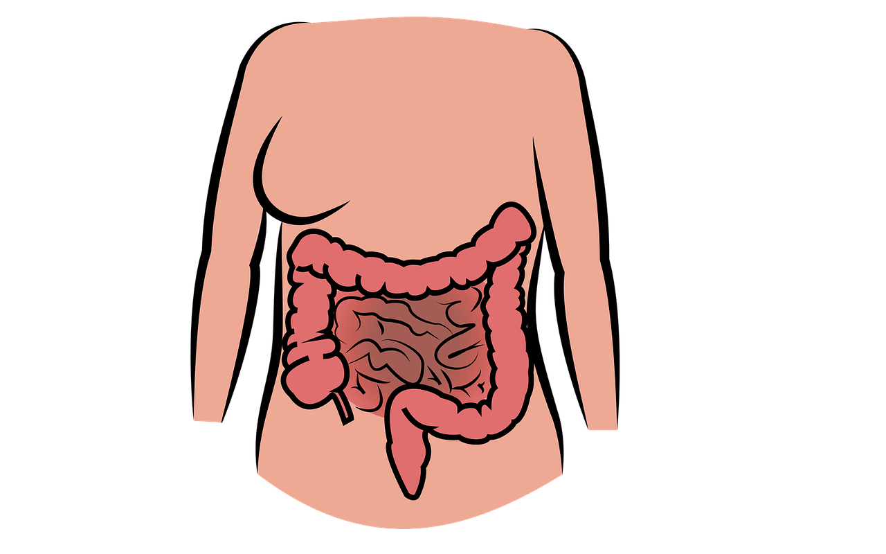 intestine-2970172_1280.png