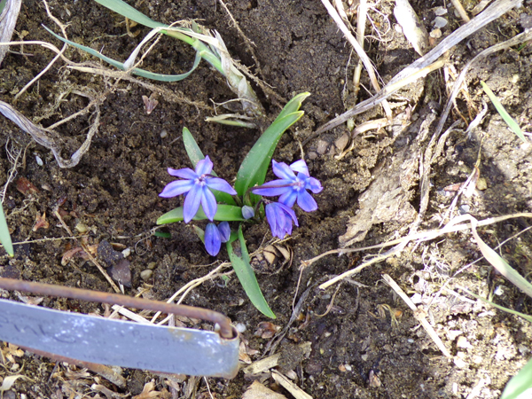 West Shed - chiondoxa crop March 2020.jpg