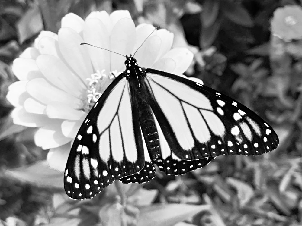blacknwhite-monarch-butterfly-1.jpg