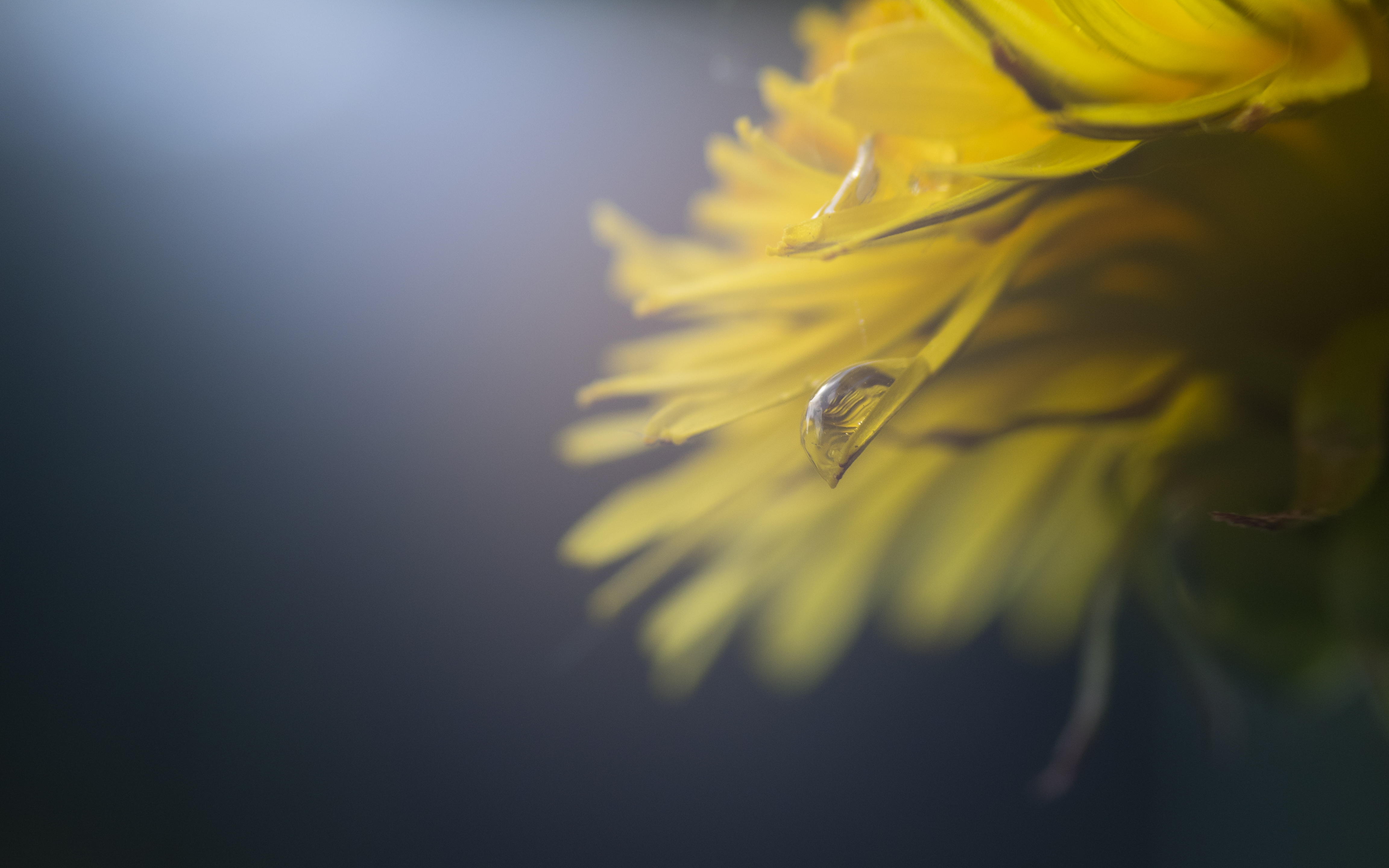 flower drops.jpg
