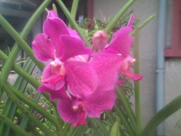 flower orchid veltuse alba fucshia at home.jpg