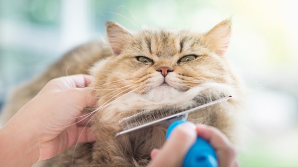 cat-being-brushed.jpg