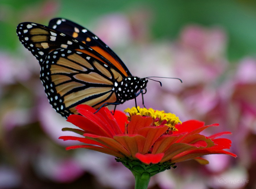 butterfly zinnia.jpg