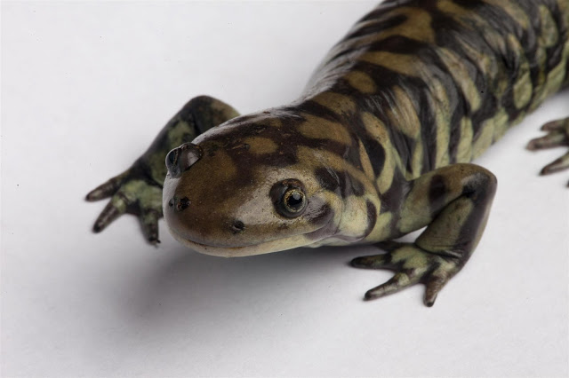 Tiger Salamander 2 (1).jpg