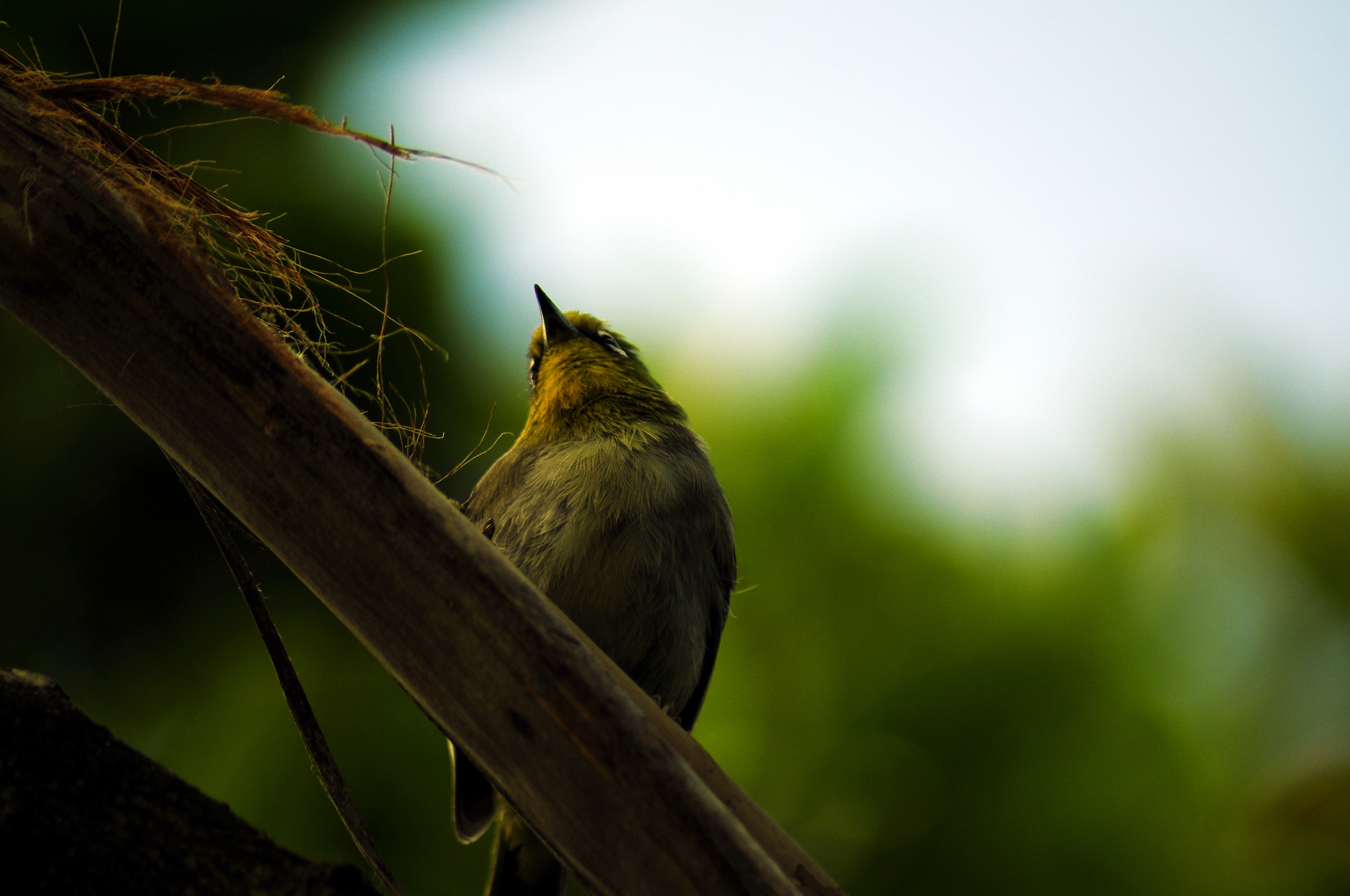 _DSC6398.JPG
