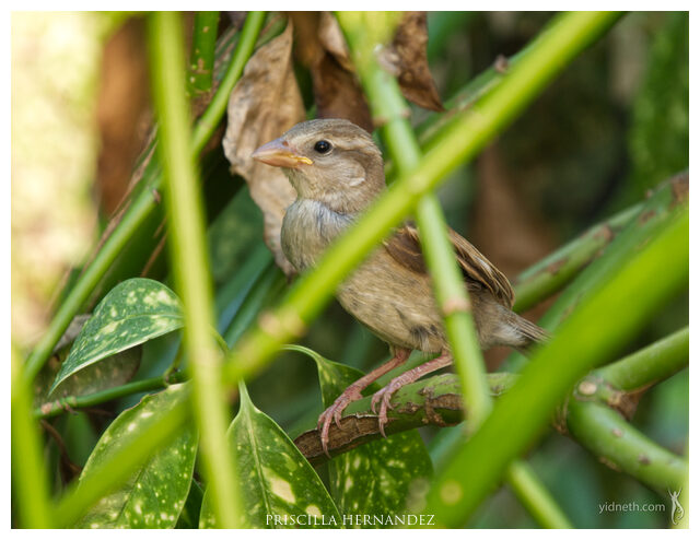 jardin_feedthebirds (3) -640- by Priscilla Hernandez.jpg