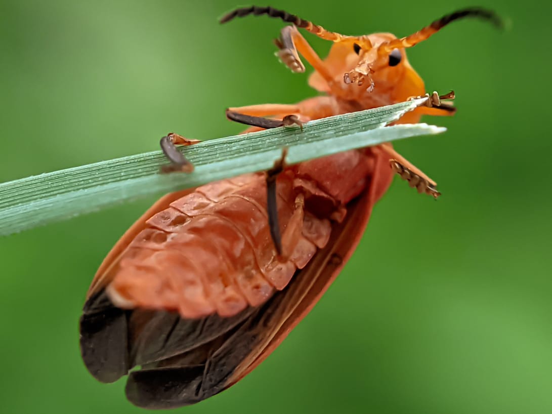 net winged beetle (10).jpeg