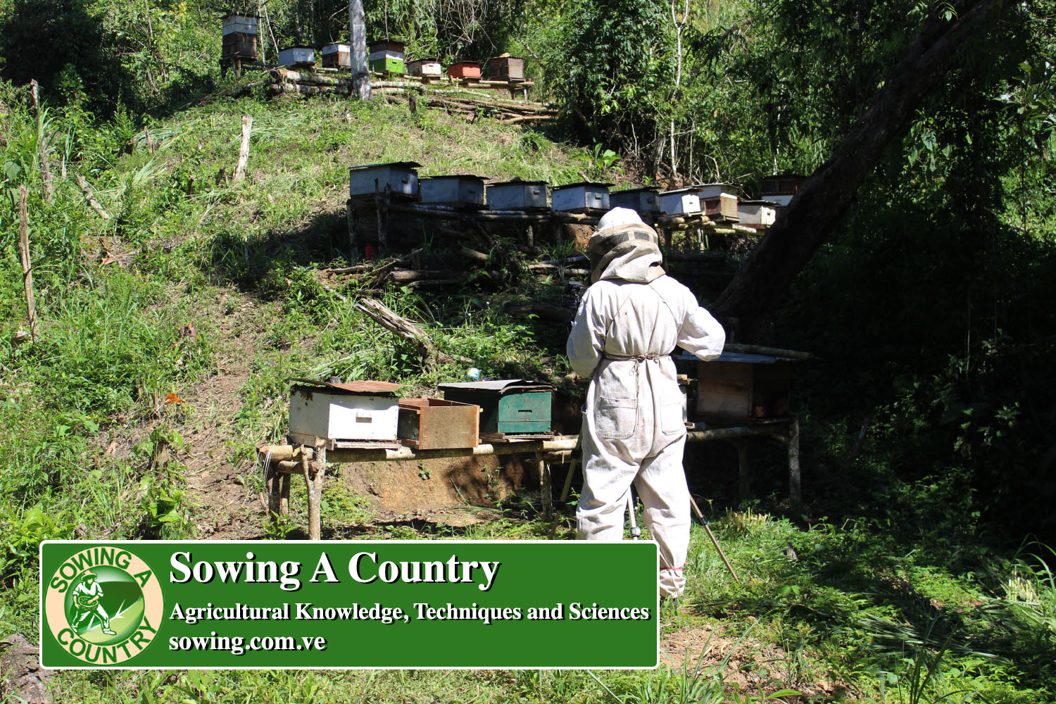 17 beekeeping.jpg