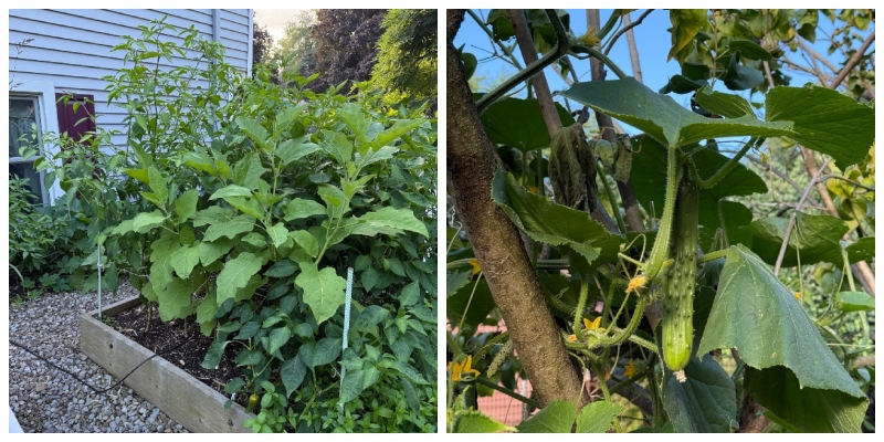 hivegarden-journal-cuccumber-eggplant.jpg