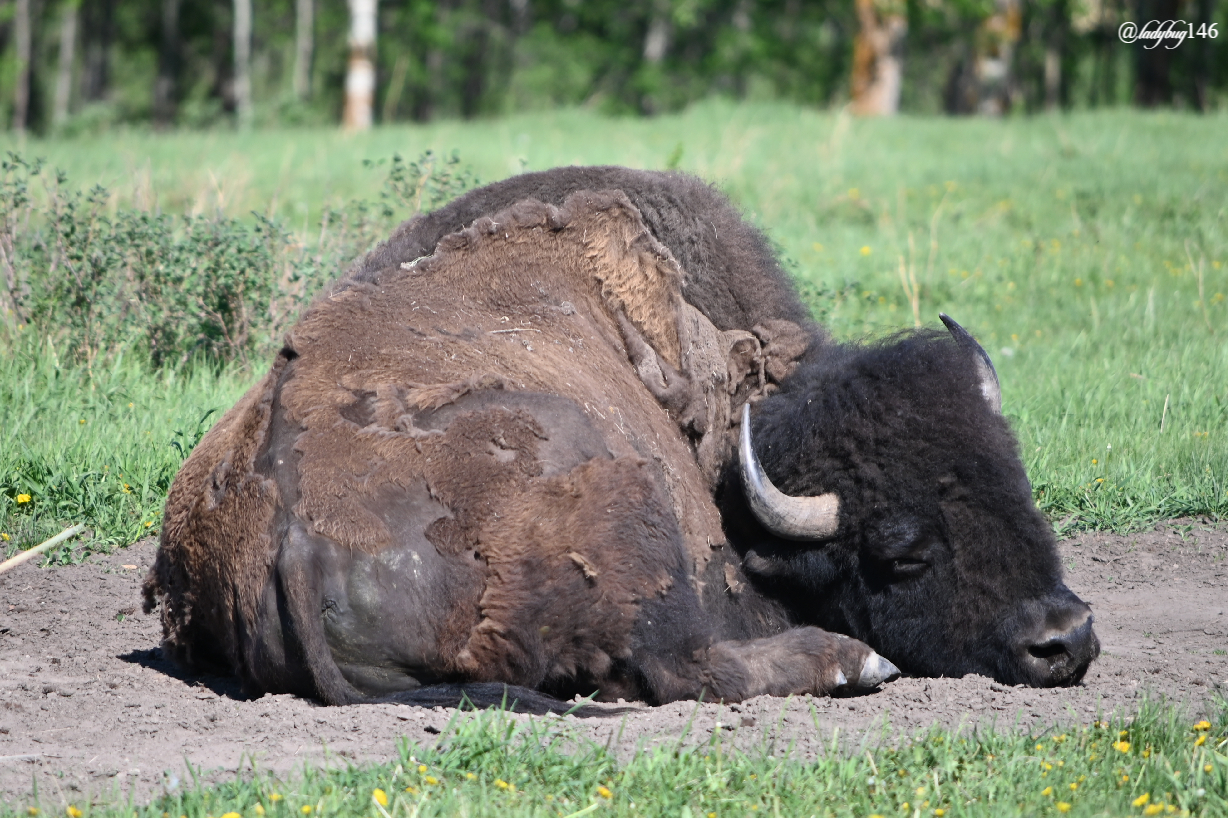 bison (15).jpg