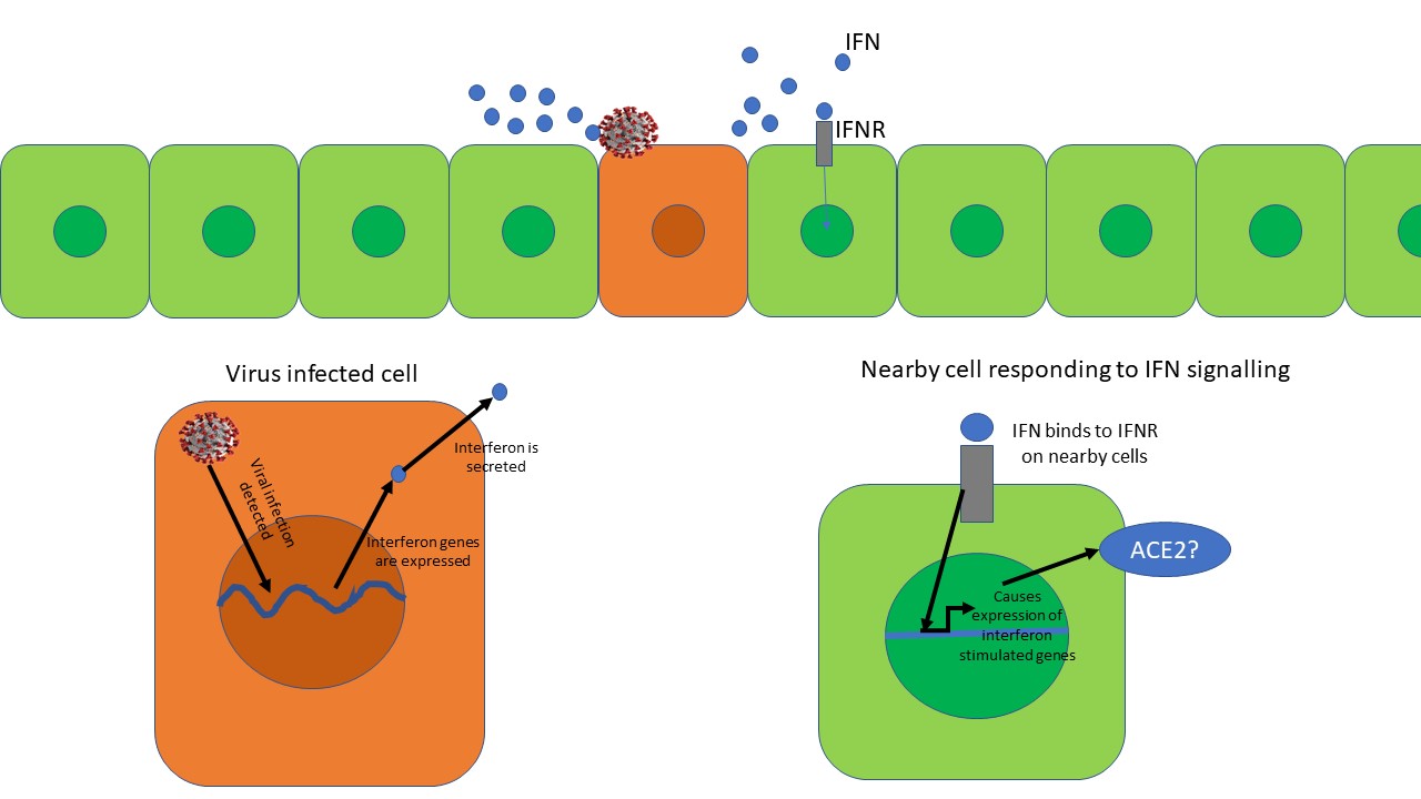 IFN response.jpg