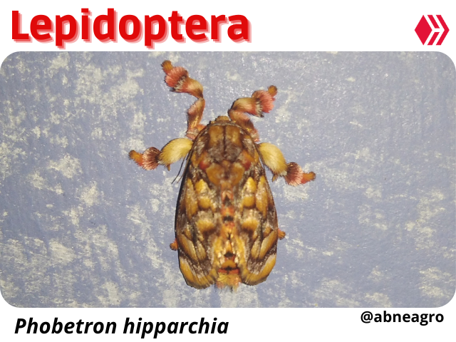 Automeris cf. jucunda (8).png
