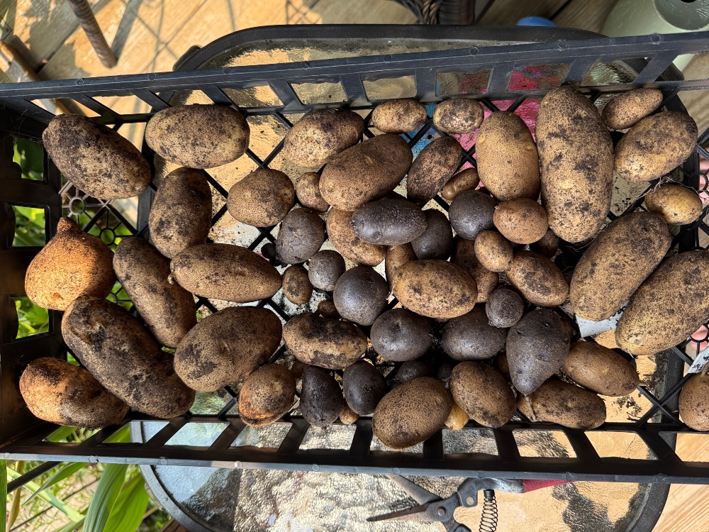 potatoes.jpg