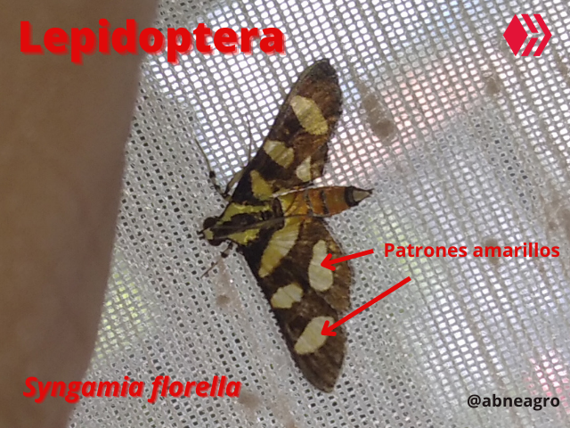 Automeris cf. jucunda (4).png