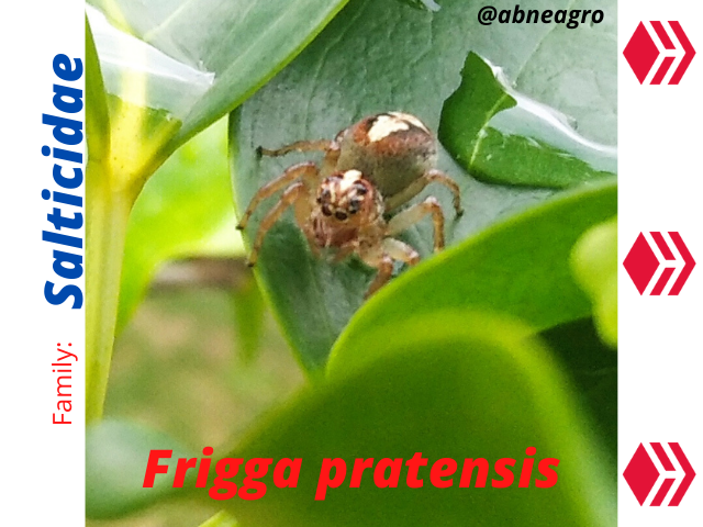 Salticidae(2).png