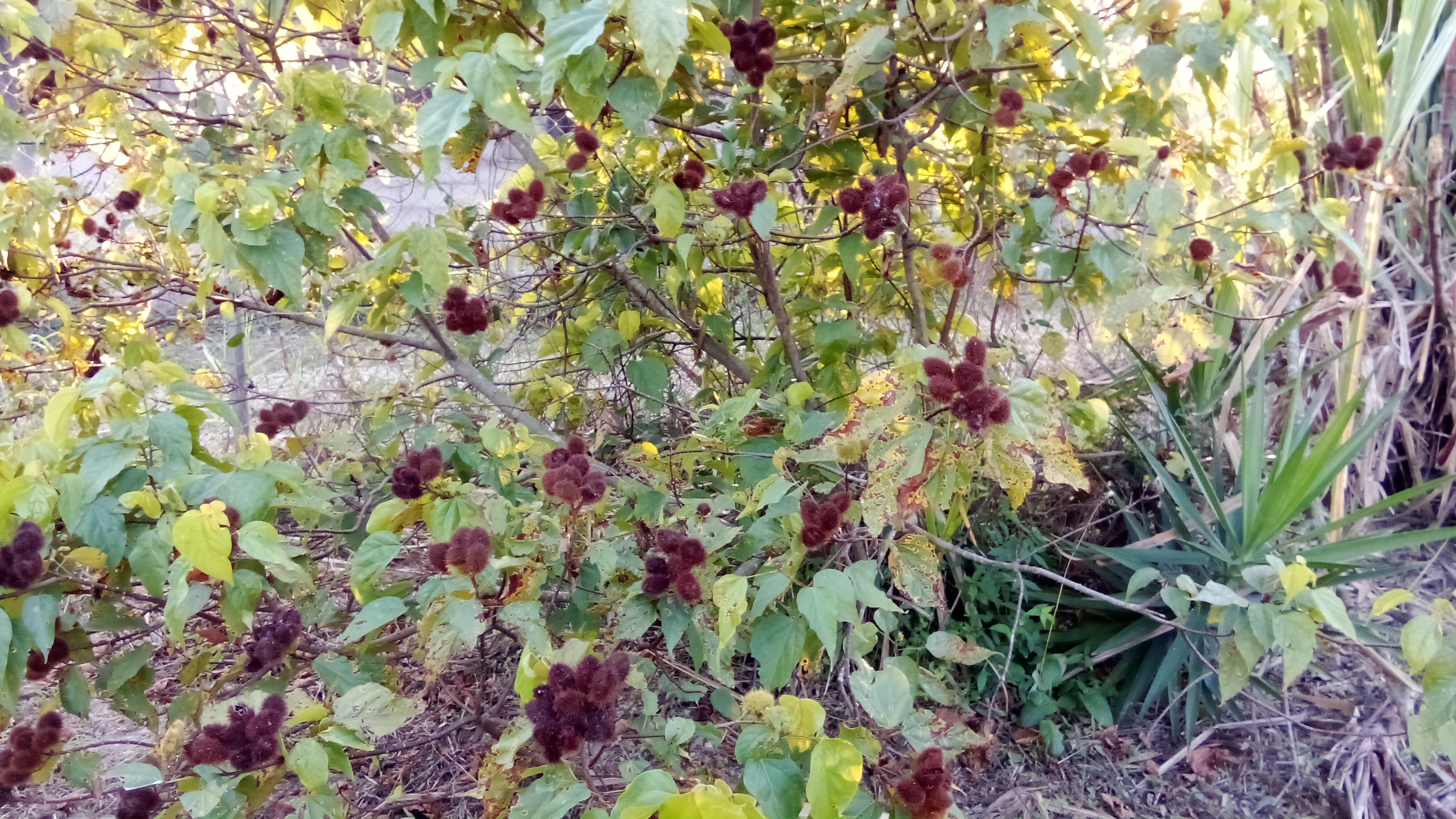 IMG-20231203-WA0175.jpeg