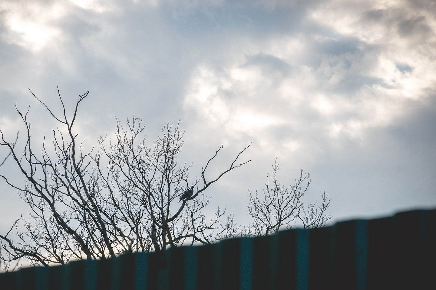  " "DSC_0335 copy.jpg""