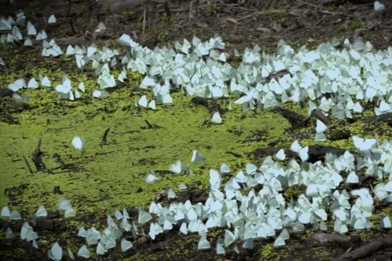 02.-Los-insectos-del-bosque-mariposas.png