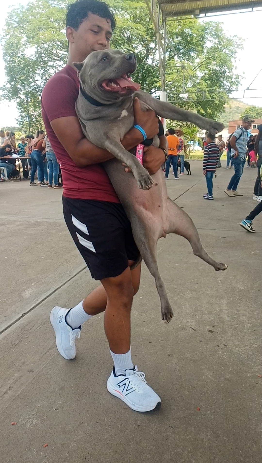 Cargando Pitbull