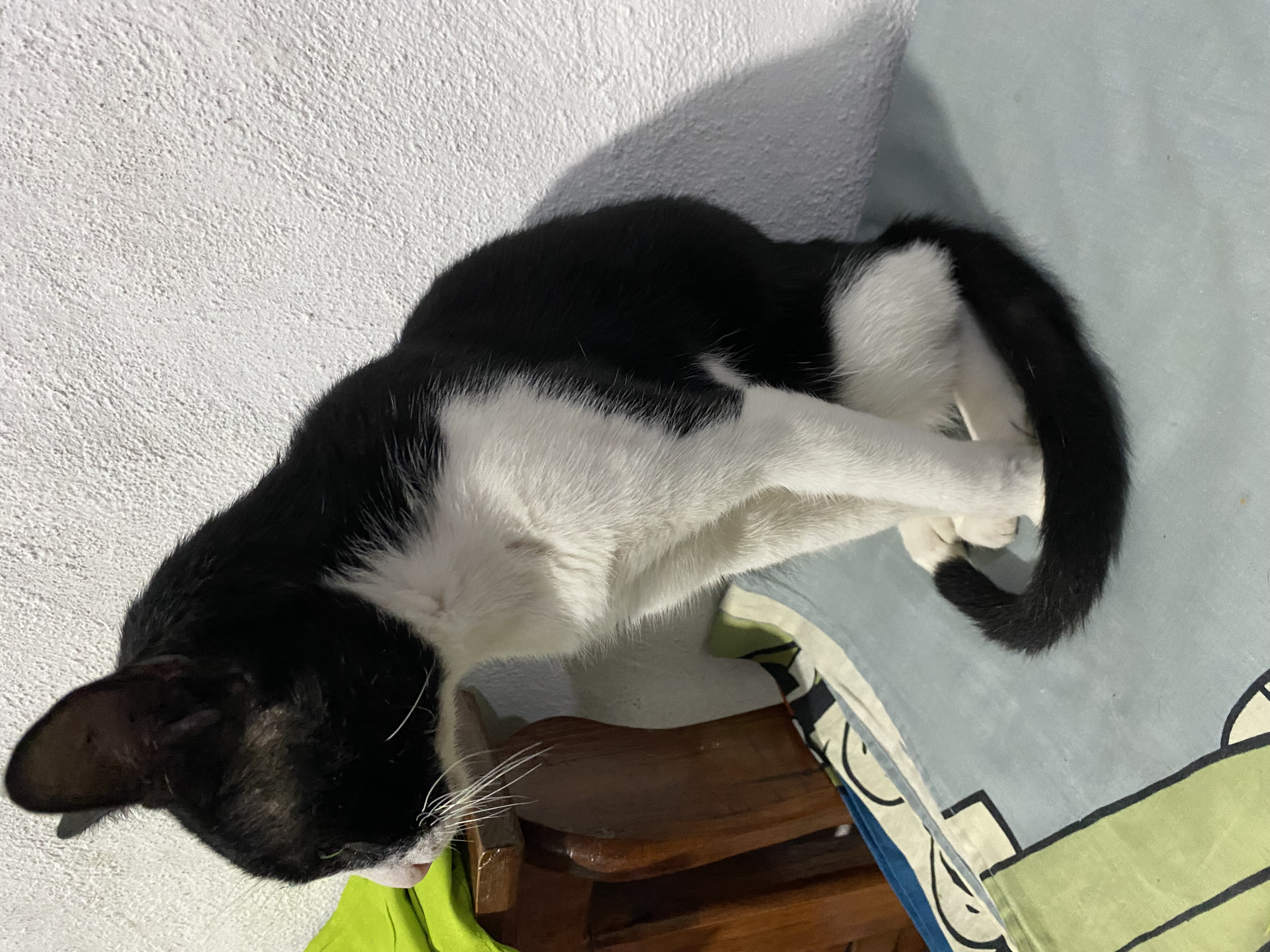 IMG_1211.jpeg