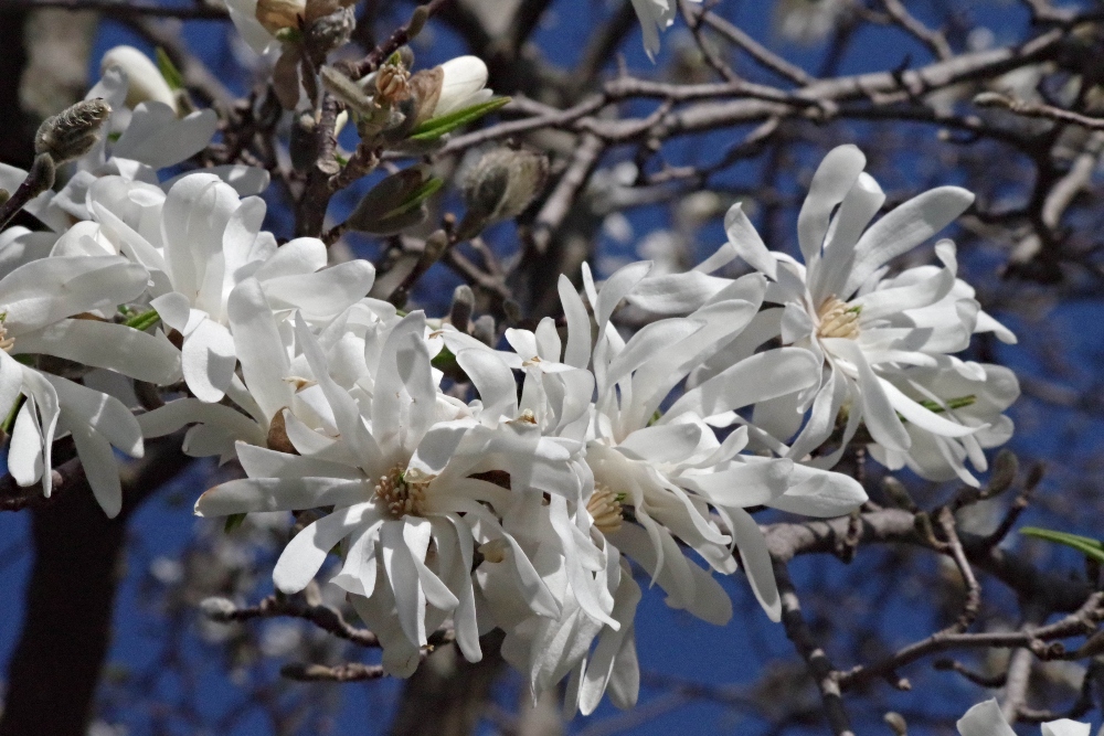 magnolia-nature-photography-5.jpg