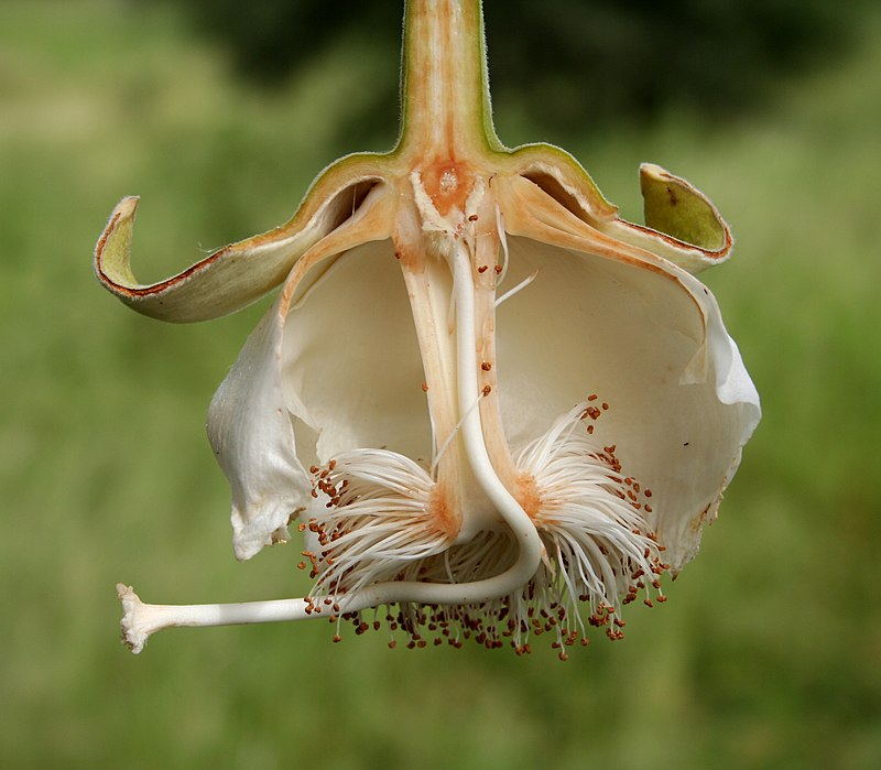 Adansonia_digitata_MS_6682-2.JPG