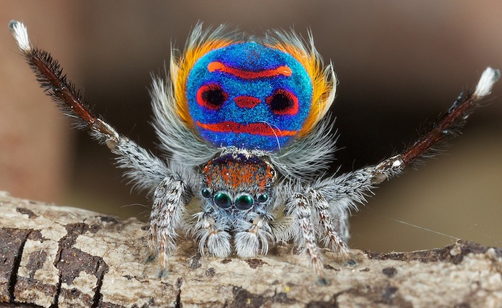 peacock-spider_Maratus-volans_pauk-pavlin_4.jpeg