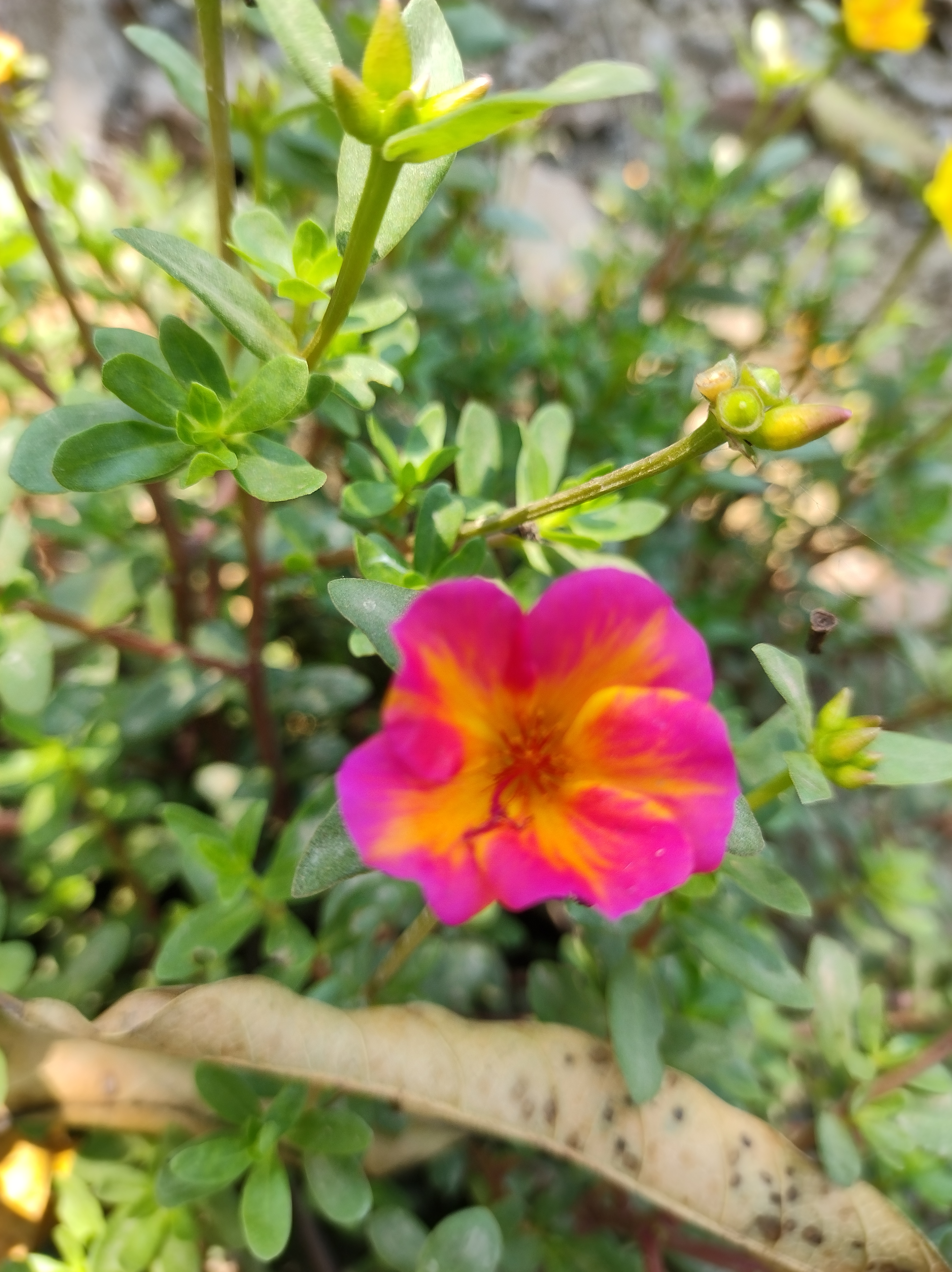 IMG_20250328_124905.jpg