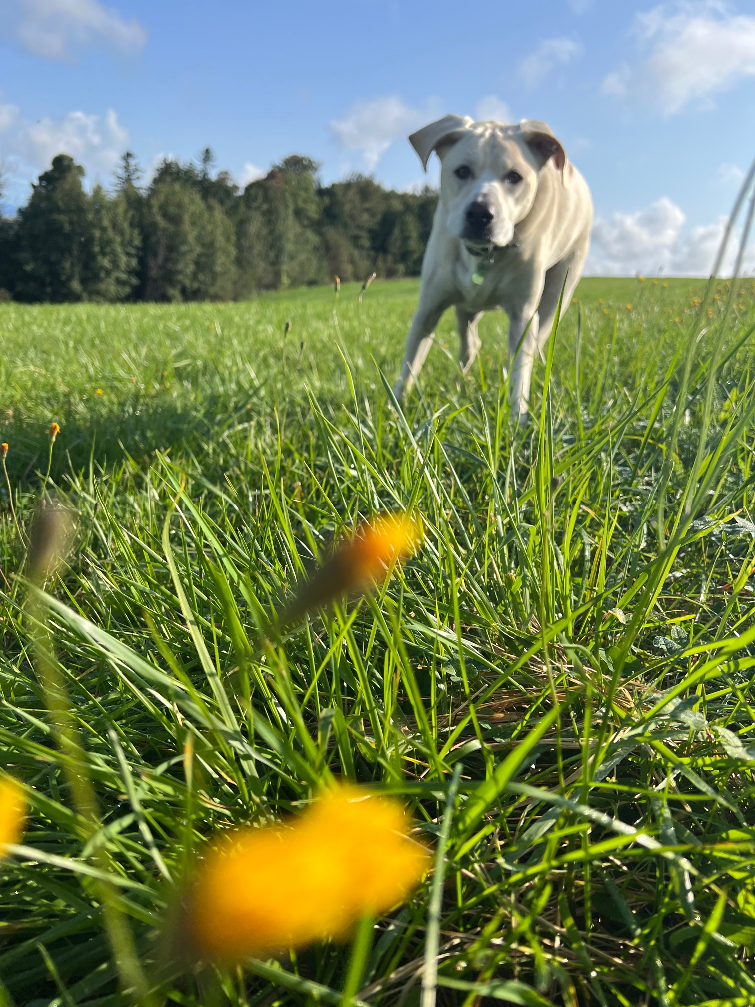 IMG_3486.jpeg