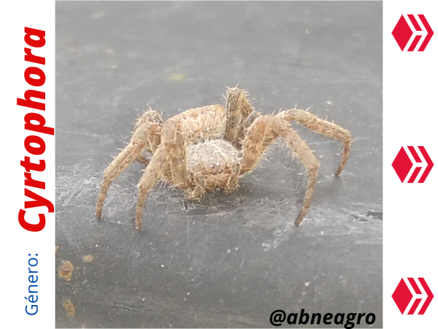 Araneidae(2).png