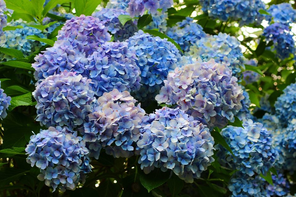 The Beauty of Hydrangea After Rain — Hive