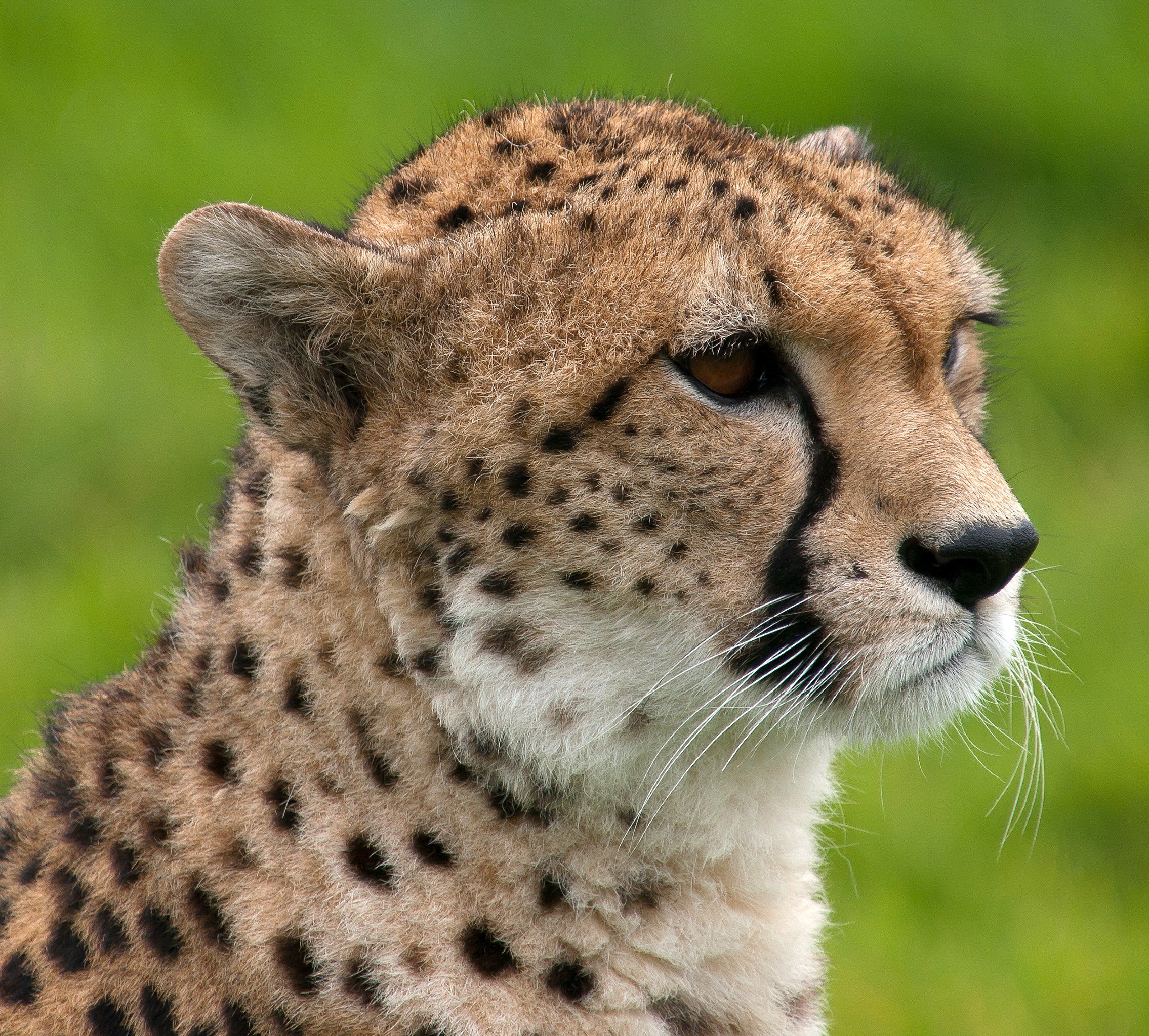 Cheetah_portrait_Whipsnade_Zoo.jpg