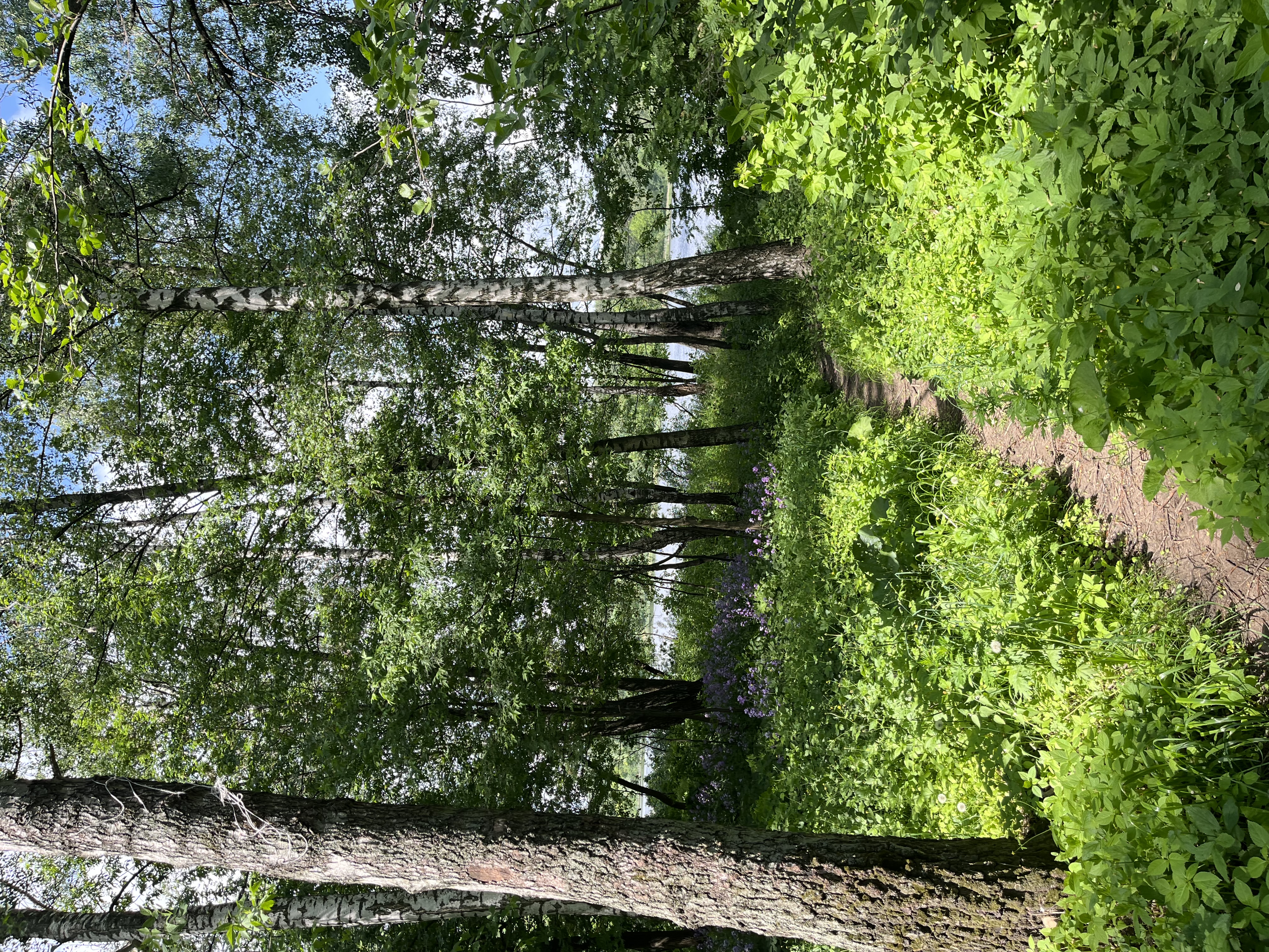 IMG_3640.jpeg