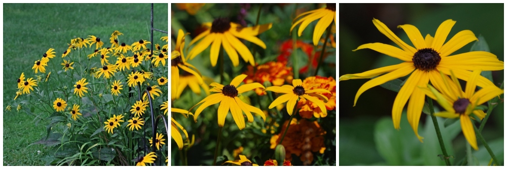 https://images.hive.blog/DQmRyJju2RiruPrfcf1e51roCgRUxuKAAQc28spgLQHoCJw/hive-garden-black-eyed%20-susan.jpg