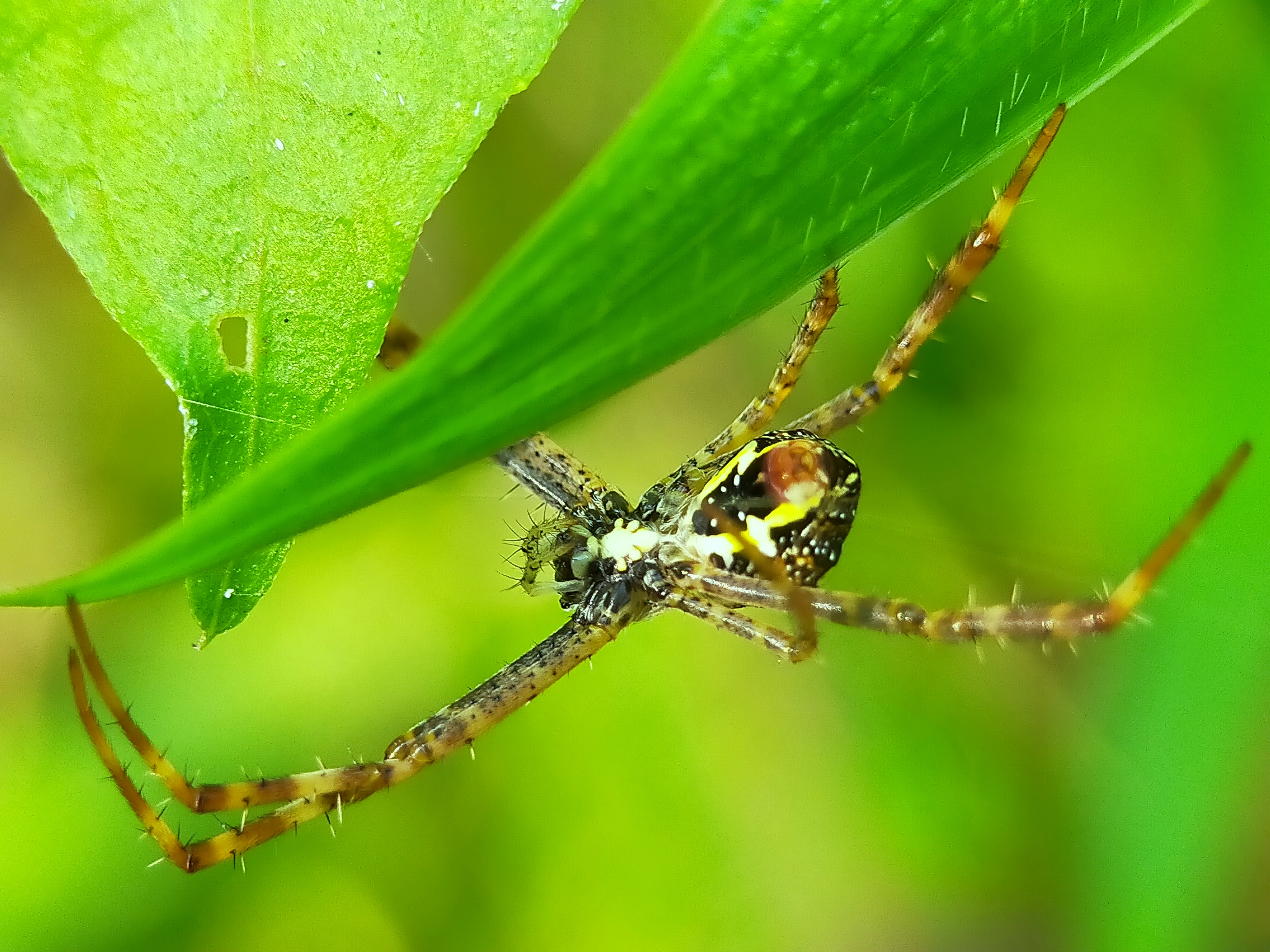 Spider (34).jpg