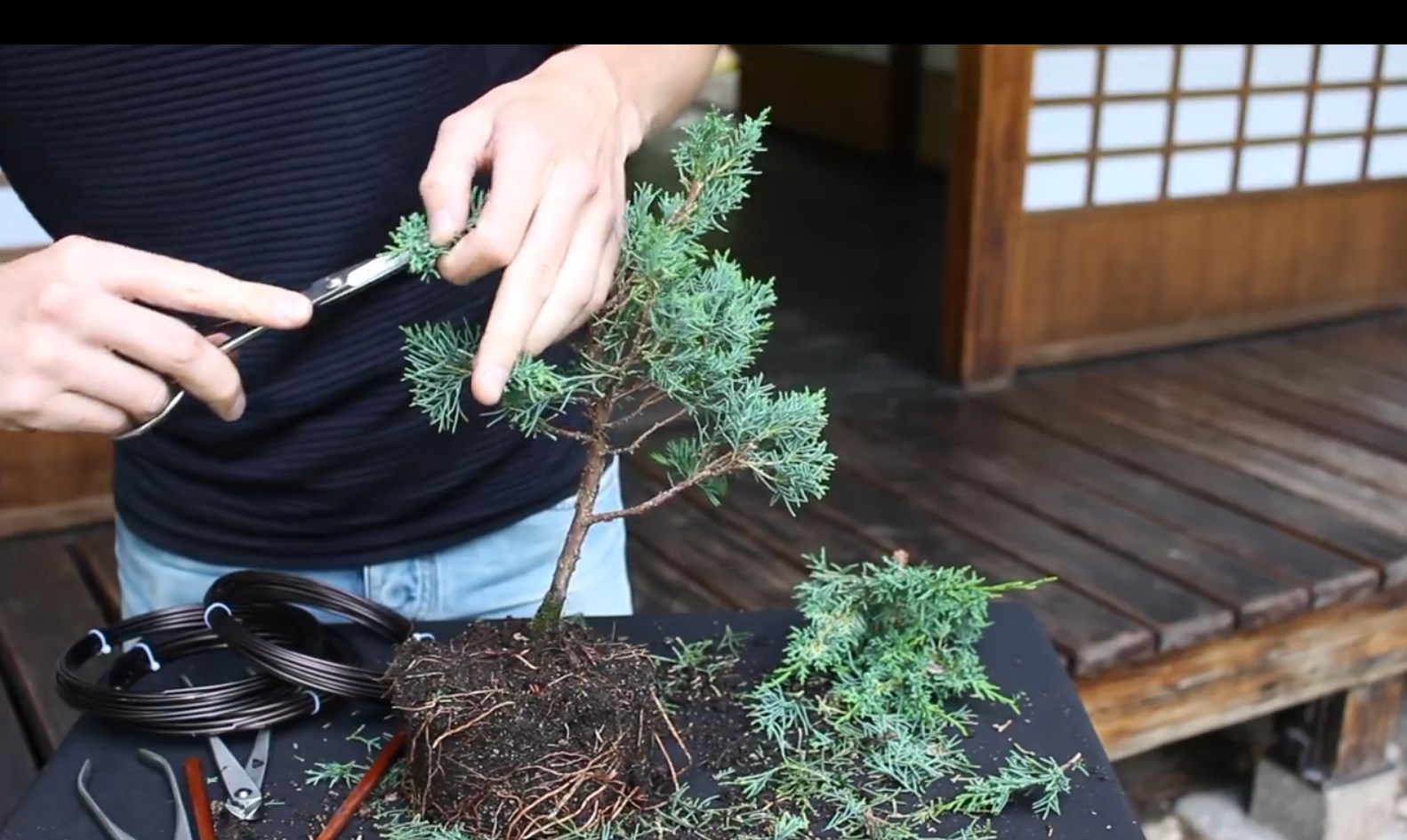 07.-Como-crear-un-bonsai-de-enebro-poda.jpg