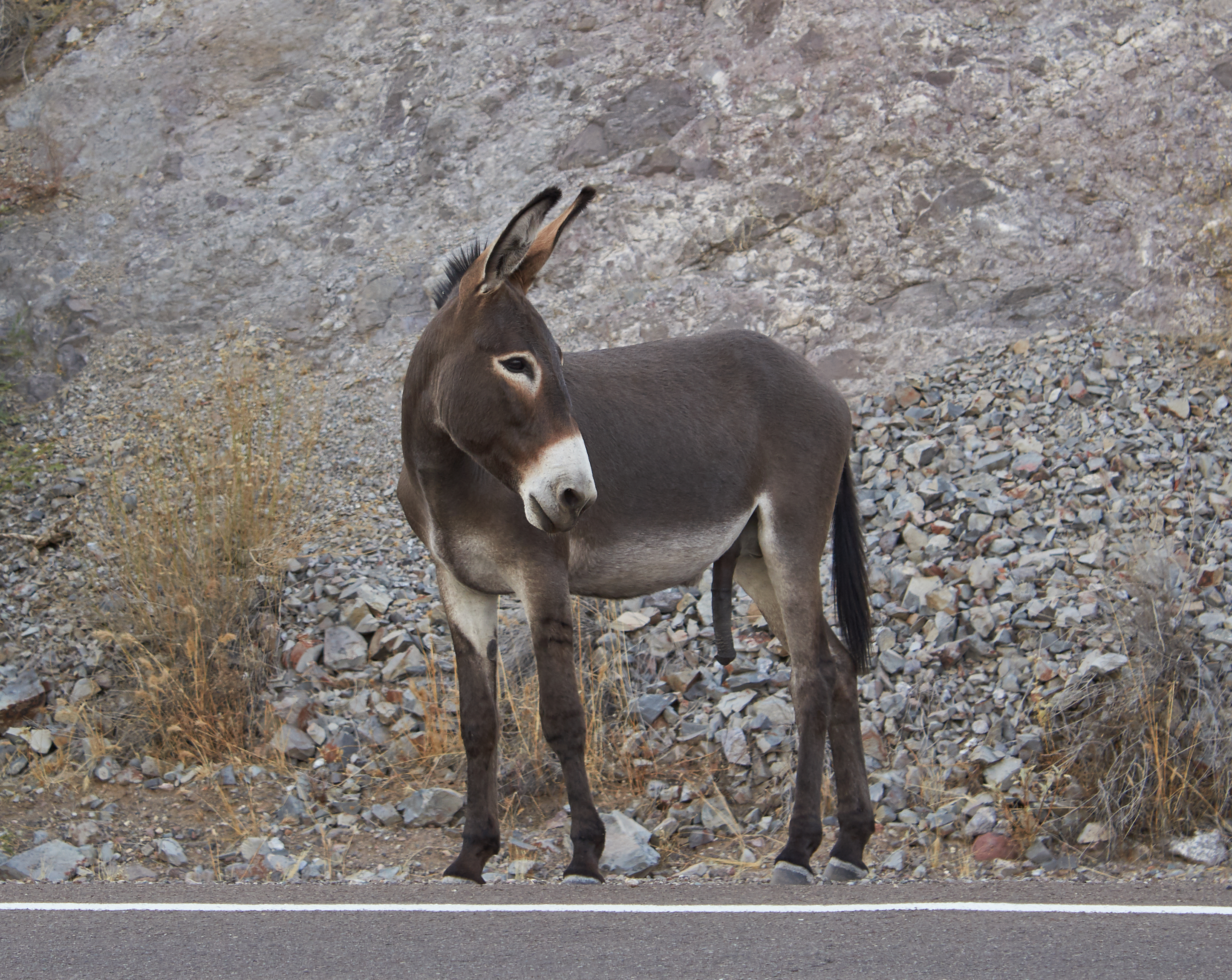 Lake Pleasant Wild Burros 051.jpg