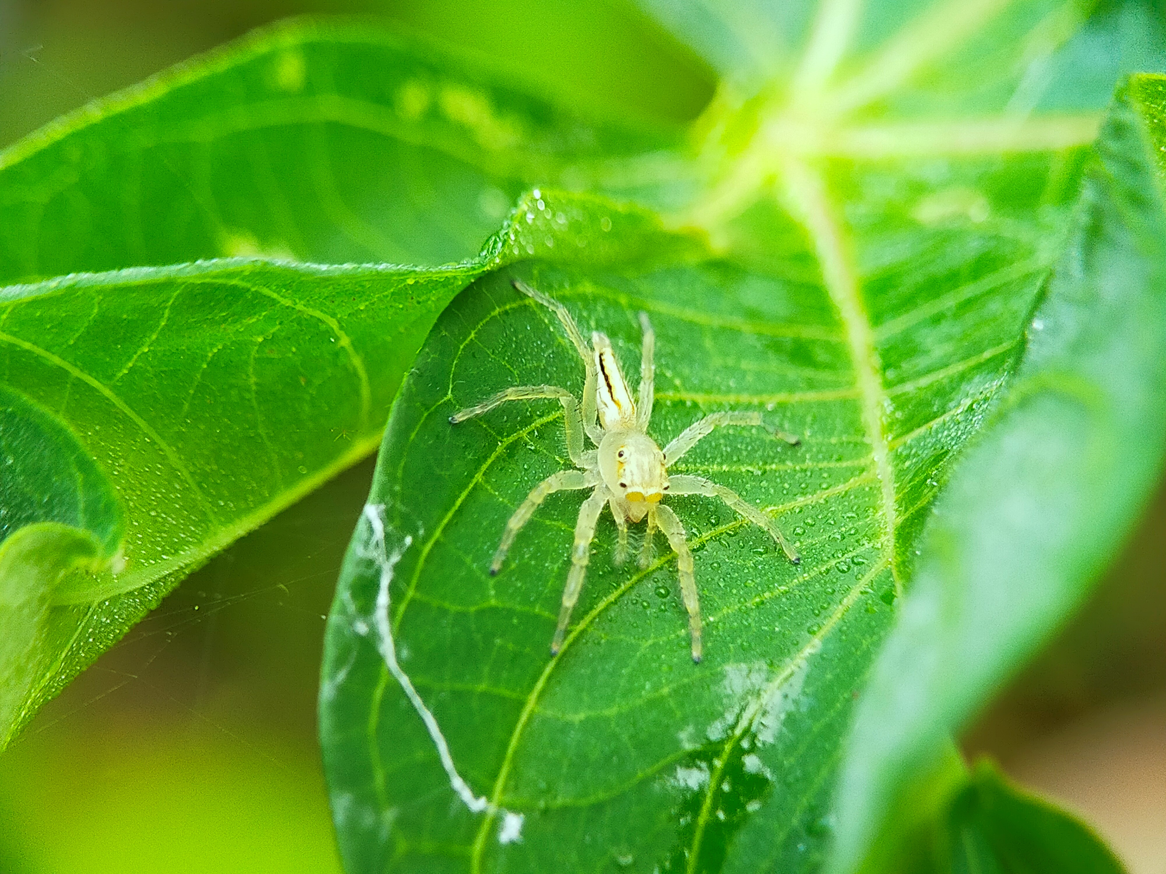 Telamonia Dimidiata (23).jpg